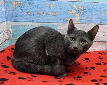 Rescue Domestic Short Hair Cats for Adoption in Washington Court House, Ohio - Prancer | PetCurious