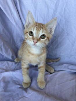 Papaya -  Domestic Short Hair Cat for Adoption in Corpus Christi, Texas - Papaya | PetCurious