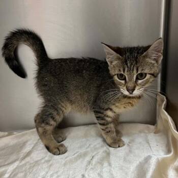 Shondell -  Domestic Short Hair Cat for Adoption in Candler, North Carolina - Shondell | PetCurious