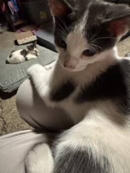Grayson (3) -  Domestic Short Hair Cat for Adoption in New Woodstock, New York - Grayson (3) | PetCurious