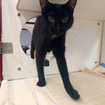 Mammatus -  Domestic Short Hair Cat for Adoption in Cheyenne, Wyoming - Mammatus | PetCurious
