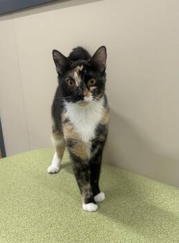 Ella -  Domestic Short Hair Cat for Adoption in Arlington, Vermont - Ella | PetCurious