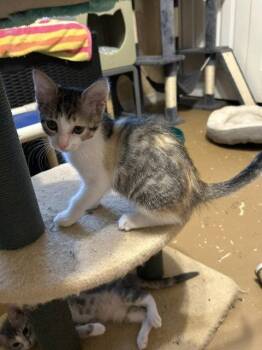 Olive -  Calico Cat for Adoption in Orlando, Florida - Olive | PetCurious