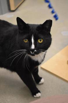 Domestic Short Hair Cats Available for Adoption in Greenville, Delaware - MegStuffOreo (FCID# 4/9/26-20 Middletown PS) KC | PetCurious