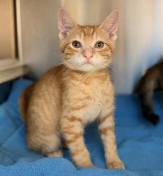 Colby Jack -  Domestic Short Hair Cat for Adoption in Oakland, California - Colby Jack | PetCurious
