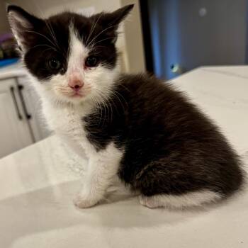 Domestic Short Hair Cats Available for Adoption in Mastic, New York - Kaspian | PetCurious