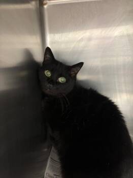 Domestic Short Hair Cats Available for Adoption - KANDY KANE | PetCurious