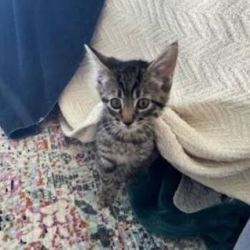 Thriller -  Domestic Short Hair Cat for Adoption in Charlottesville, Virginia - Thriller | PetCurious