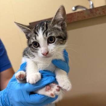 Archie -  Domestic Short Hair Cat for Adoption in Goleta, California - Archie | PetCurious