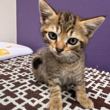 Drew -  Domestic Short Hair Cat Available for Adoption in Englewood, Florida - Drew | PetCurious