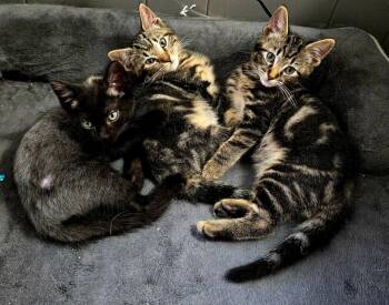 Taco 7992 -  Domestic Short Hair Cat for Adoption in Dallas, Texas - Taco 7992 | PetCurious