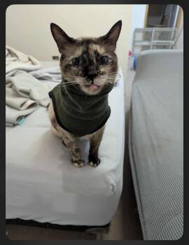 Rescue Siamese Cats for Adoption in Oceanside, California - Marzapan | PetCurious