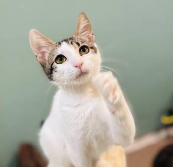 Fiddle -  Domestic Short Hair Cat for Adoption in Lucedale, Mississippi - Fiddle | PetCurious