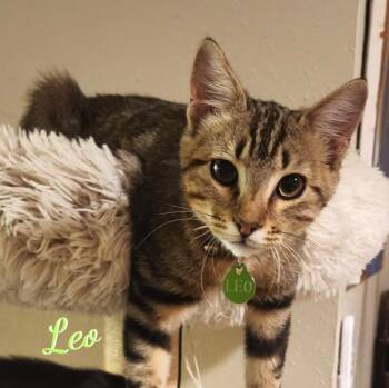 Leo #attic-bunch -  Bengal and Tabby Cat for Adoption in Houston, Texas - Leo #attic-bunch | PetCurious