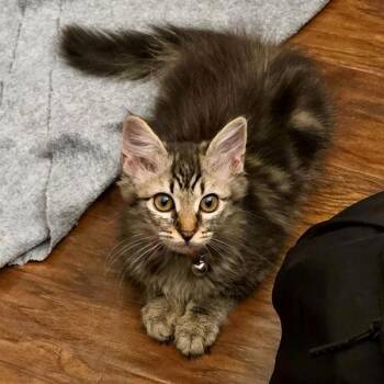 Banana Mania -  Domestic Long Hair Cat for Adoption in Walnut Creek, California - Banana Mania | PetCurious