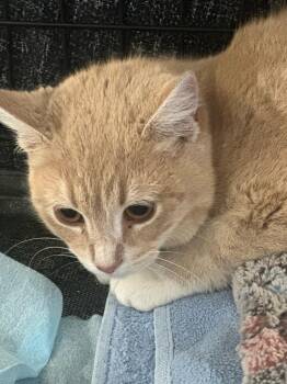 Domestic Short Hair Cats Available for Adoption - Phillip | PetCurious