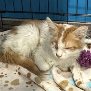 Domestic Medium Hair Cats Available for Adoption - Wink | PetCurious