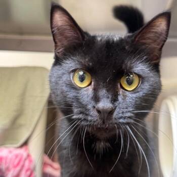 Pashmina -  Domestic Short Hair Cat for Adoption in York, Pennsylvania - Pashmina | PetCurious