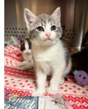 Rescue Domestic Short Hair Cats for Adoption in Ocean Township, New Jersey - ISABELLA ~ Precious! | PetCurious