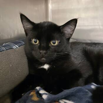 Rescue Domestic Short Hair Cats for Adoption in Spokane, Washington - Leon | PetCurious