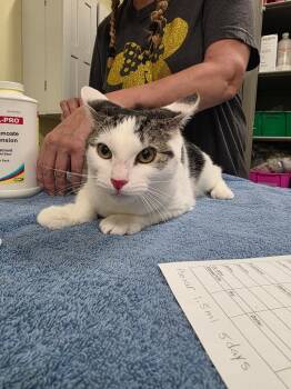 Toaster -  Domestic Short Hair Cat for Adoption in Meriden, Connecticut - Toaster | PetCurious