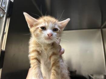A613388 -  Domestic Short Hair Cat for Adoption in Modesto, California - A613388 | PetCurious