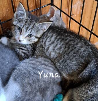Rescue Domestic Short Hair Cats for Adoption in Plattsburgh, New York - Yuna | PetCurious