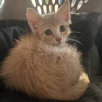 Gato -  Domestic Short Hair Cat for Adoption in Webster, Texas - Gato | PetCurious