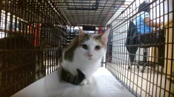 KENNY -  Domestic Short Hair Cat for Adoption in Doral, Florida - KENNY | PetCurious