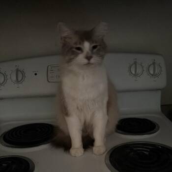 Siamese Cats Available for Adoption in Roanoke, Virginia - Mischief | PetCurious