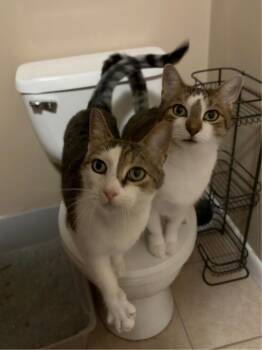 Romeo & Chipmunk -  Domestic Short Hair Cat for Adoption in Liberty, New York - Romeo & Chipmunk | PetCurious