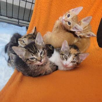Fishing -  Domestic Short Hair Cat for Adoption in Westminster, California - Fishing | PetCurious