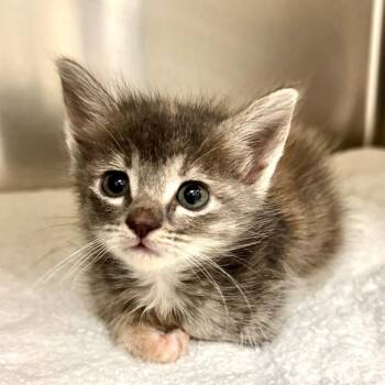 Selene -  Domestic Short Hair Cat for Adoption in Galveston, Texas - Selene | PetCurious