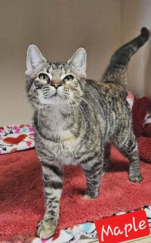 Domestic Short Hair Cats Available for Adoption - Maple  | PetCurious