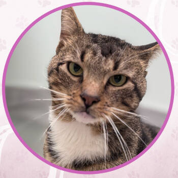 Rescue Domestic Short Hair Cats for Adoption in Toms River, New Jersey - Pirate | PetCurious