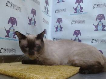 Siamese Cats Available for Adoption in Orlando, Florida - CAPTAIN | PetCurious