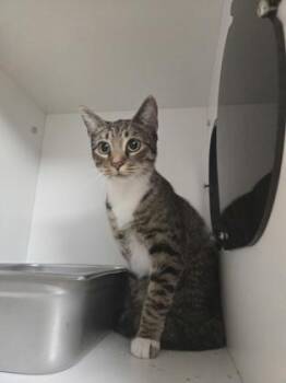 Domestic Short Hair Cats Available for Adoption in Savannah, Georgia - Kuromi | PetCurious