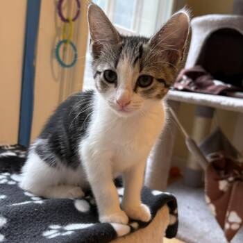 Rose adopt with Churchill -  Domestic Short Hair Cat for Adoption in Fayetteville, Georgia - Rose Adopt With Churchill | PetCurious