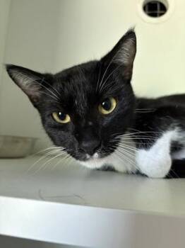 Domestic Short Hair Cats Available for Adoption - Missy | PetCurious