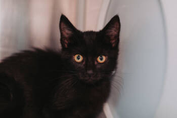 Rescue Domestic Short Hair Cats for Adoption in North Charleston, South Carolina - 88910a Vinny | PetCurious