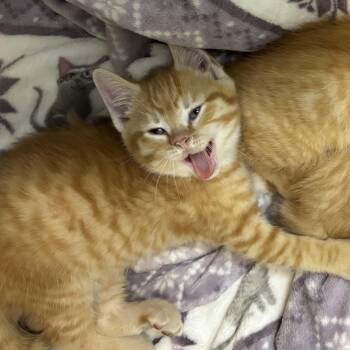 Domestic Short Hair Cats Available for Adoption in Pearland, Texas - Otis | PetCurious