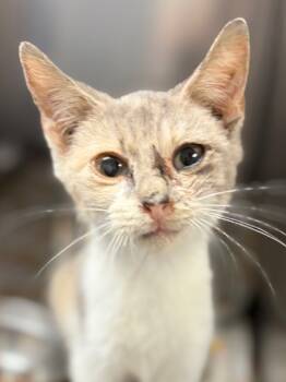 Rescue Calico Cats for Adoption in Lockhart, Texas - Toffee | PetCurious
