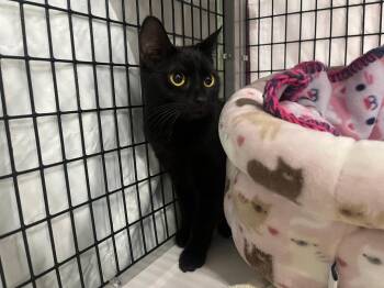 Whisper -  Domestic Short Hair Cat for Adoption in Raleigh, North Carolina - Whisper | PetCurious