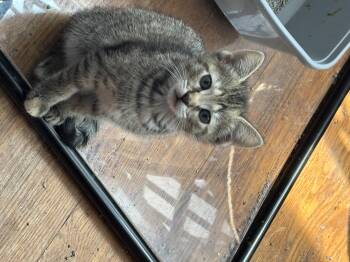 Nymeria -  Domestic Short Hair Cat for Adoption in Bethel Park, Pennsylvania - Nymeria | PetCurious