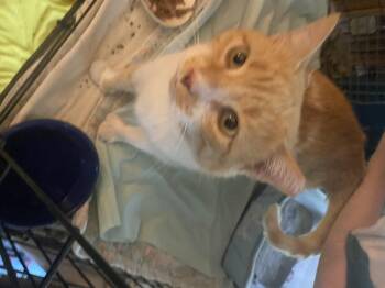 Rescue Domestic Short Hair Cats for Adoption in Buffalo, New York - Creamy | PetCurious