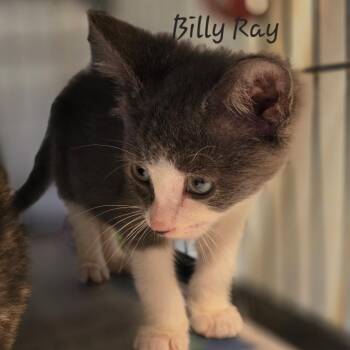 Billy Ray -  Domestic Short Hair Cat for Adoption in Waldorf, Maryland - Billy Ray | PetCurious