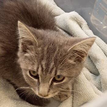 Rescue Domestic Short Hair Cats for Adoption in Lynchburg, Virginia - Mellie Grant | PetCurious