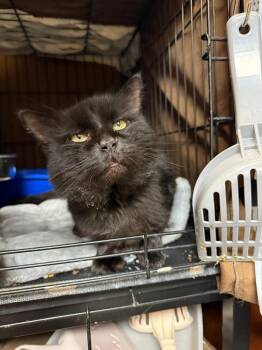 Rescue Domestic Medium Hair Cats for Adoption in West Mifflin, Pennsylvania - Jekyl | PetCurious