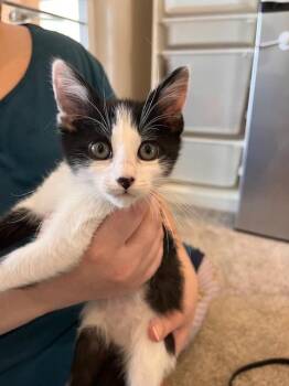 SKITTLES -  Domestic Medium Hair and Domestic Short Hair Cat for Adoption in Albuquerque, New Mexico - SKITTLES | PetCurious
