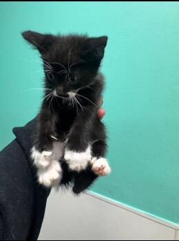 Betty -  Domestic Short Hair Cat Available for Adoption in Belton, Texas - Betty | PetCurious